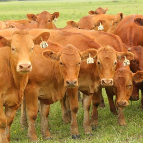 Land Loans and Agribusiness Loans Louisiana Land Bank