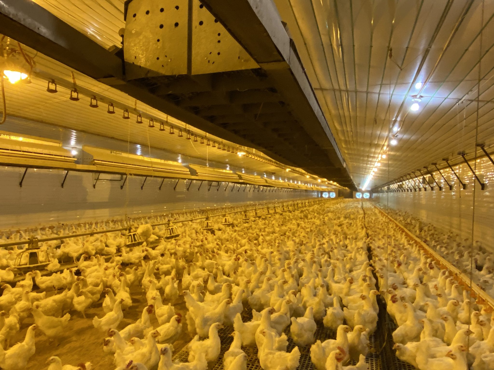 Poultry Loans Louisiana Land Bank